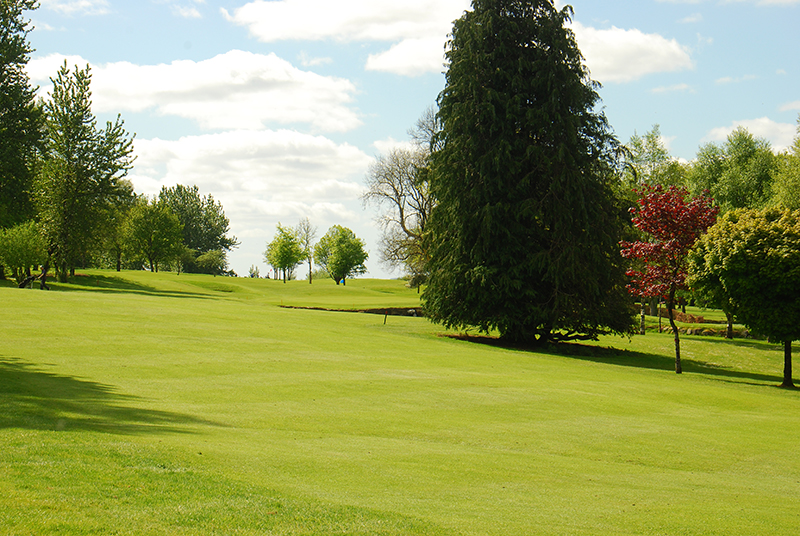 Lush green golf course with trees under a clear blue sky, perfect for a relaxing outdoor activity.