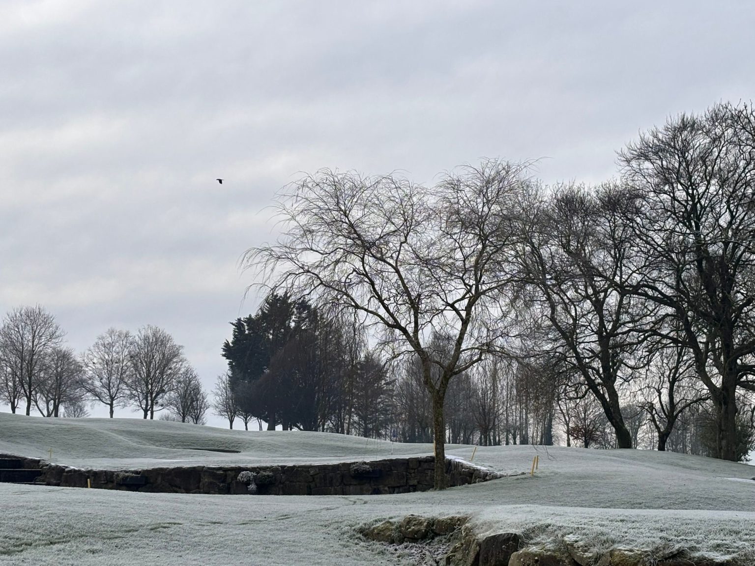 Frosty winter landscape with bare trees and a bird flying under a cloudy sky.
