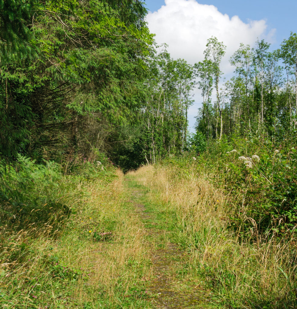Forest path surrounded by green trees and tall grasses under a blue sky with clouds.